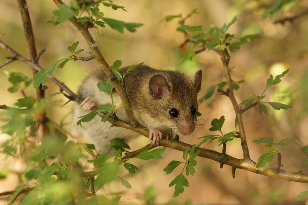 Bulgaria Joins Global Biodiversity Information Facility