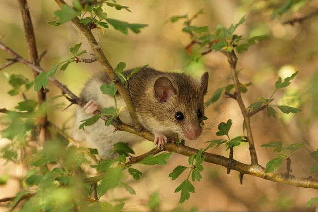 Bulgaria Joins Global Biodiversity Information Facility