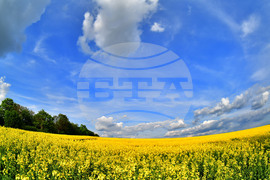 Село Ясеновец - рапица - любопитно