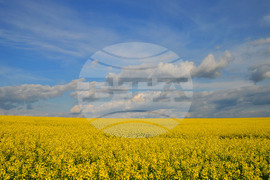Село Ясеновец - рапица - любопитно