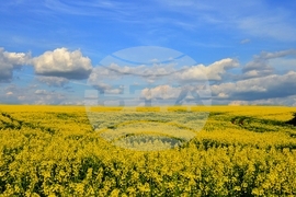 Село Ясеновец - рапица - любопитно