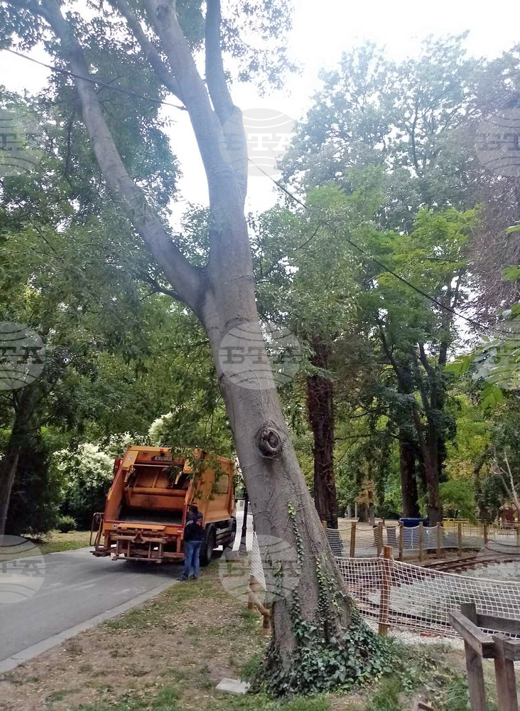 Община Варна: Аварийно премахване на опасно дърво в детския кът на Морската градина