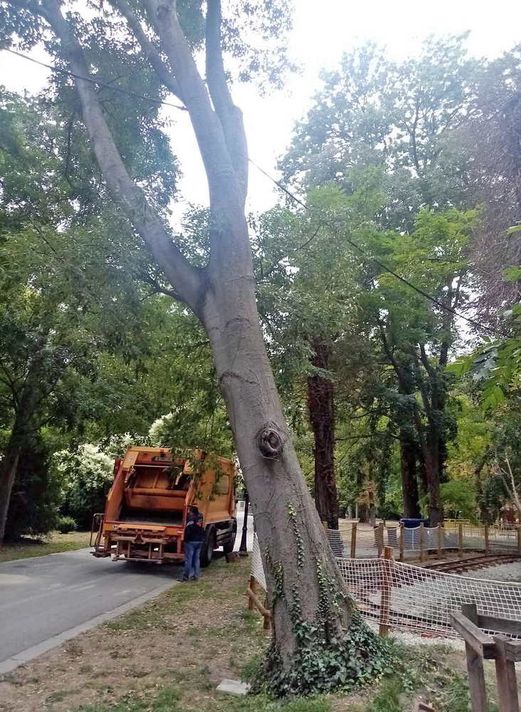 Община Варна: Аварийно премахване на опасно дърво в детския кът на Морската градина