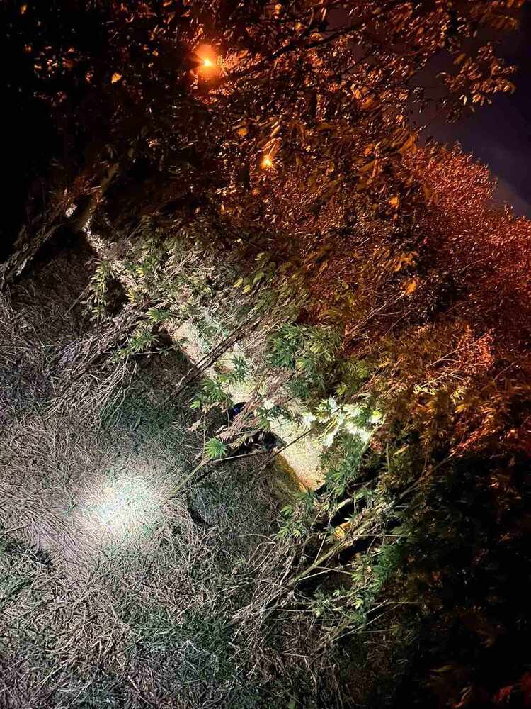 Апелативна прокуратура – Пловдив: Районна прокуратура – Хасково привлече като обвиняеми двама младежи за отглеждане на канабис в местността „Орманя“ в землището на гр. Свиленград