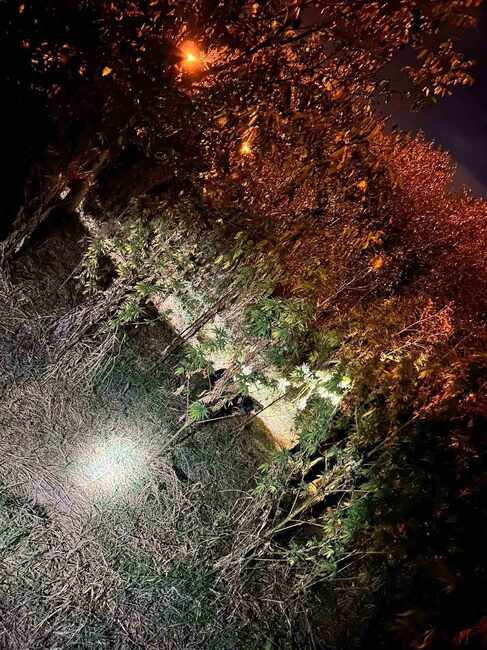 Апелативна прокуратура – Пловдив: Районна прокуратура – Хасково привлече като обвиняеми двама младежи за отглеждане на канабис в местността „Орманя“ в землището на гр. Свиленград