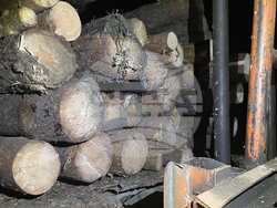 Снимка: Изпълнителна агенция по горите