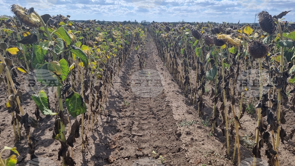 С по-ниски добиви от миналата година приключва жътвата на царевица и слънчоглед в област Добрич