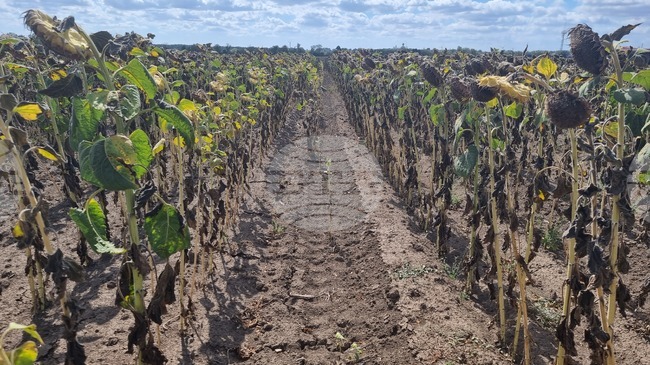 С по-ниски добиви от миналата година приключва жътвата на царевица и слънчоглед в област Добрич 
