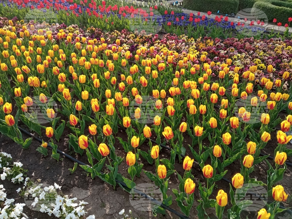 Парадът на лалета в Университетската ботаническа градина в Балчик е в своя пик