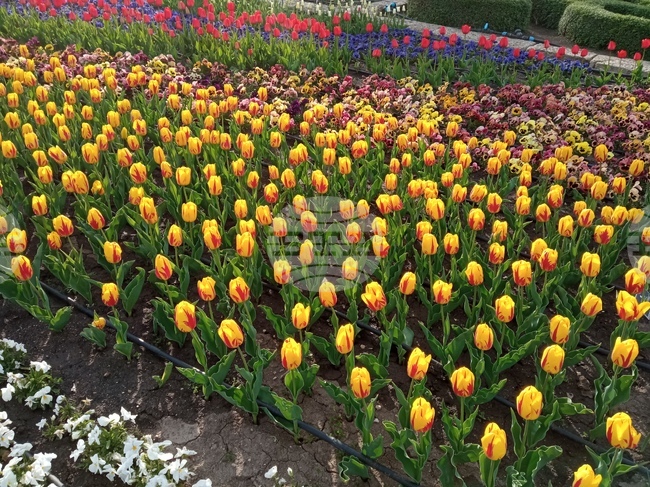 Парадът на лалета в Университетската ботаническа градина в Балчик е в своя пик