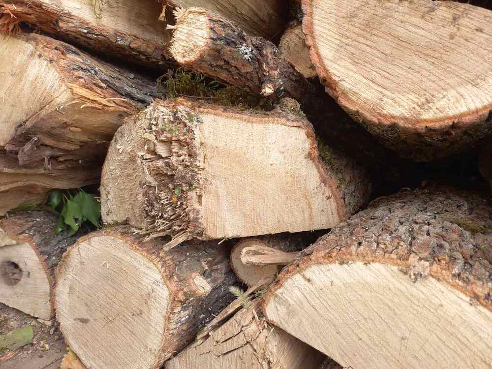 Агенцията по горите и регионалните дирекции засилват проверките в активния период на снабдяване с дърва за огрев