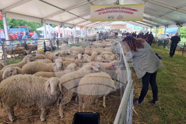 Велико Търново - Национален събор на овцевъдите