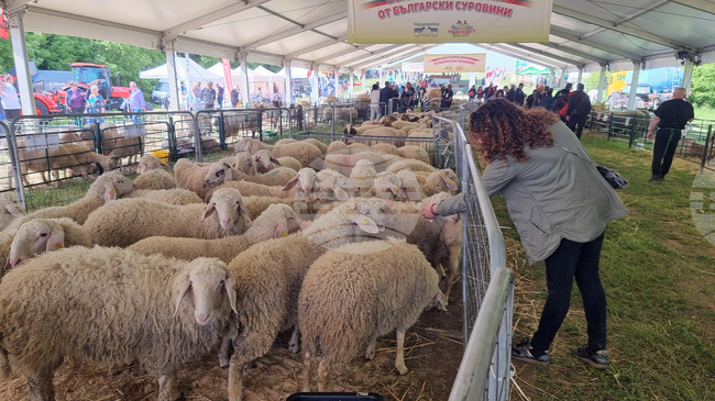 Dozens of Animal Breeds, Horse Demonstrations, Farmer Competitions at National Sheep Breeders Festival in May