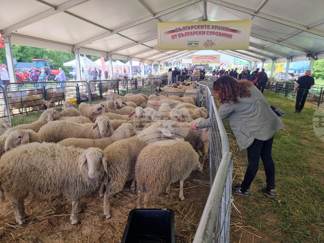 Dozens of Animal Breeds, Horse Demonstrations, Farmer Competitions at National Sheep Breeders Festival in May