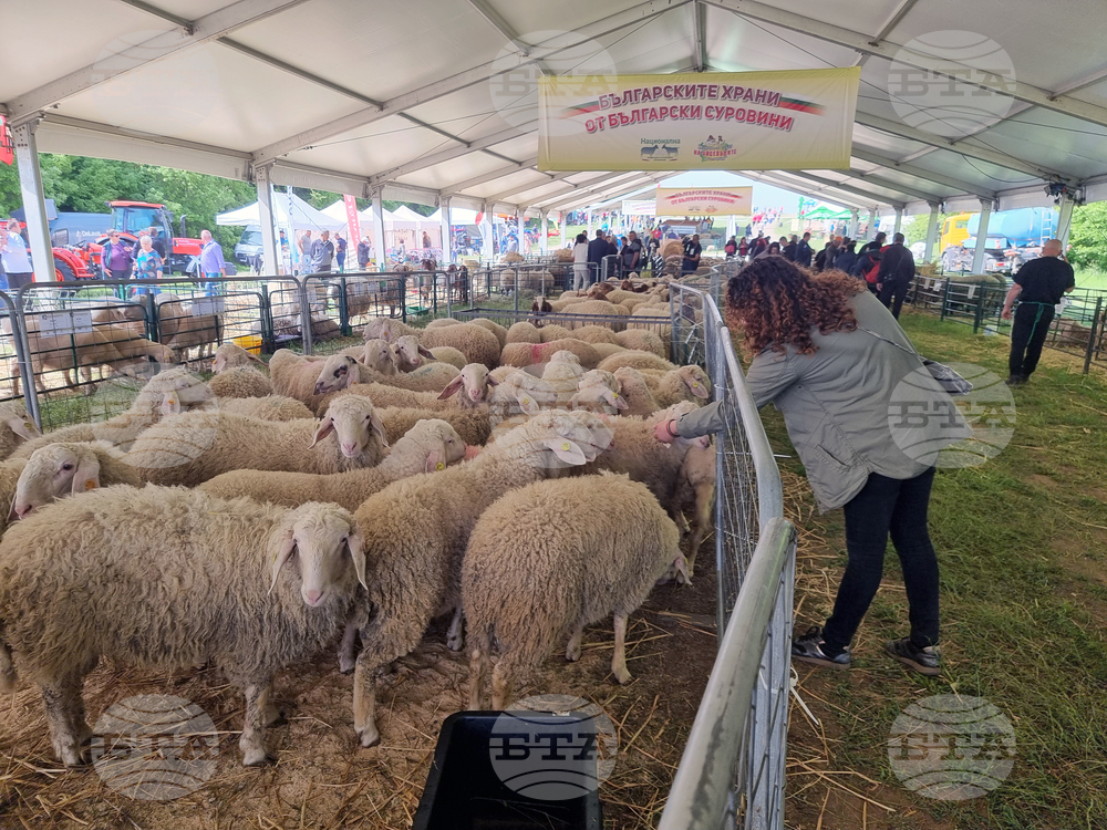 Велико Търново - Национален събор на овцевъдите