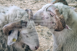 Велико Търново - Национален събор на овцевъдите