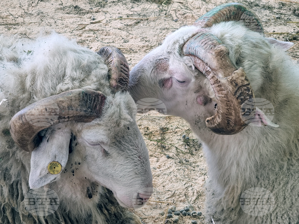 Велико Търново - Национален събор на овцевъдите