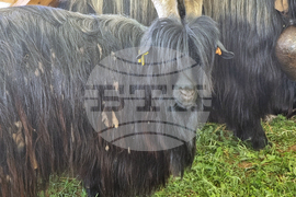 Велико Търново - Национален събор на овцевъдите