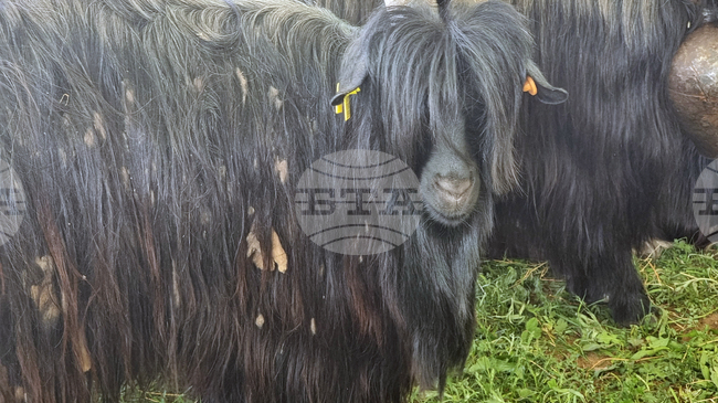 Животни от различни породи, конни демонстрации и фермерски състезания се предвиждат на Националния събор на овцевъдите в България