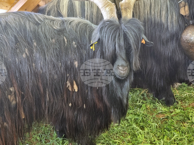 Животни от различни породи, конни демонстрации и фермерски състезания се предвиждат на Националния събор на овцевъдите в България