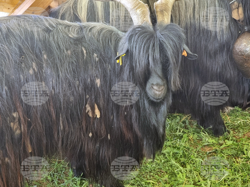 Велико Търново - Национален събор на овцевъдите