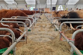 Agriculture Minister: Bulgarian Livestock Selection Should Be Developed So It Leads to Market Success