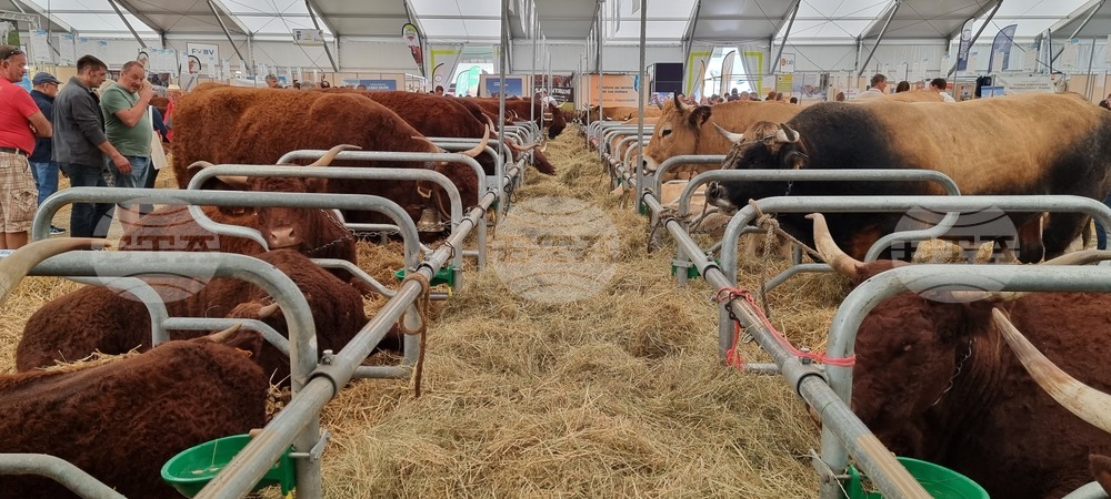 Agriculture Minister: Bulgarian Livestock Selection Should Be Developed So It Leads to Market Success