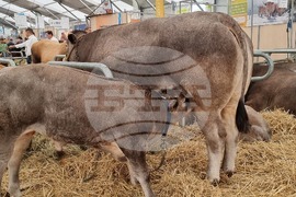 Agriculture Minister: Bulgarian Livestock Selection Should Be Developed So It Leads to Market Success