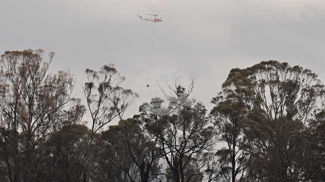 Глобалното затопляне ускорява гибелта на дърветата в Австралия, показва изследване 