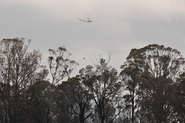 Глобалното затопляне ускорява гибелта на дърветата в Австралия, показва изследване 