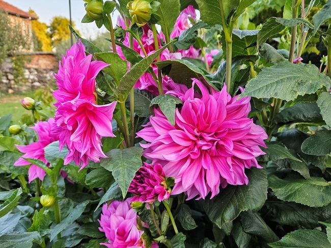 Община Ловеч: Десислава и нейната реална „Градинска утопия“ в Къкрина