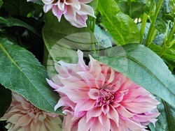 Снимка: Община Ловеч