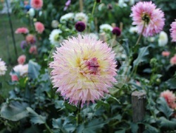 Снимка: Община Ловеч