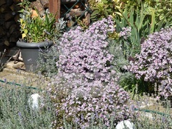 Снимка: Община Ловеч