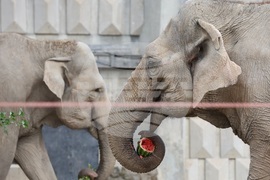 Зоопарк - слоновете Фрося и Луиза - нови обитатели 