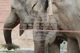 Зоопарк - слоновете Фрося и Луиза - нови обитатели 