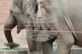 Зоопарк - слоновете Фрося и Луиза - нови обитатели 