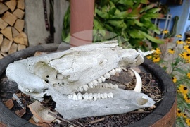 Румъния - Село Саскиз - къща - чайна