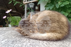 Румъния - Село Саскиз - къща - чайна