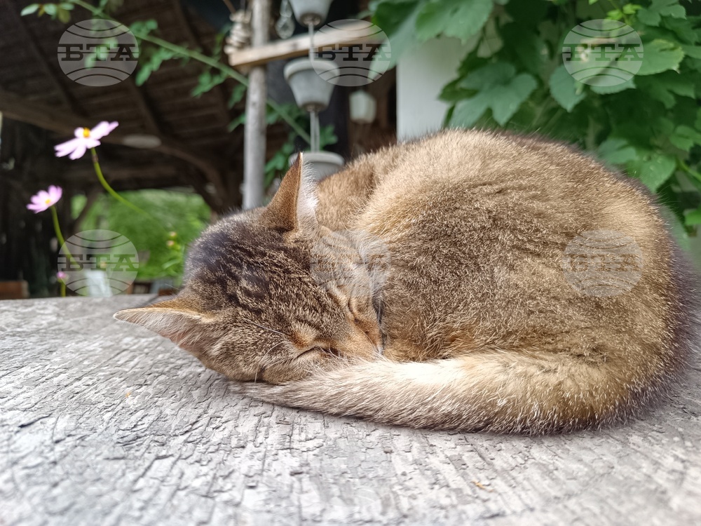 Румъния - Село Саскиз - къща - чайна