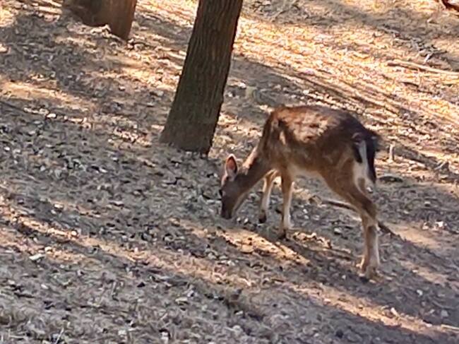 Община Благоевград извършва проверка по сигнал за умъртвени животни в зоопарка, първоначалните данни сочат отравяне