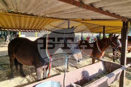 Село Мечкарево - Национално животновъдно изложение