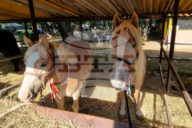 Село Мечкарево - Национално животновъдно изложение