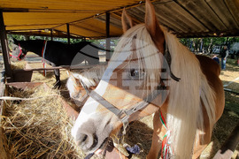 Село Мечкарево - Национално животновъдно изложение