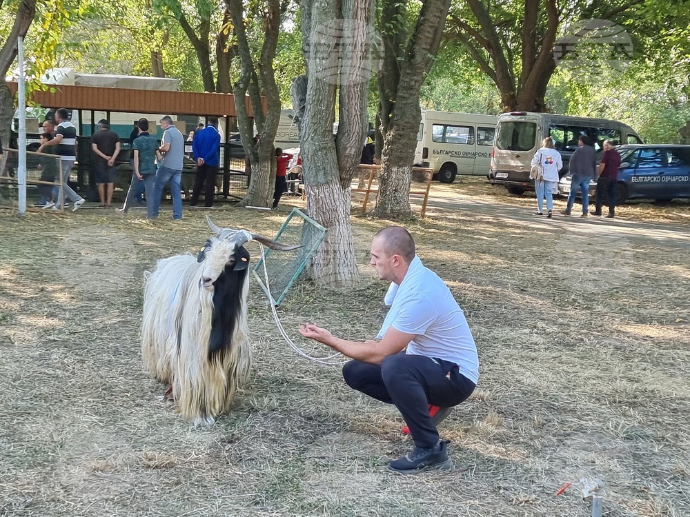 Село Мечкарево - Национално животновъдно изложение