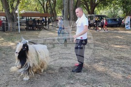 Село Мечкарево - Национално животновъдно изложение