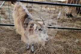 Село Мечкарево - Национално животновъдно изложение