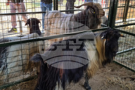 Село Мечкарево - Национално животновъдно изложение