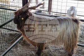 Село Мечкарево - Национално животновъдно изложение