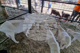 Село Мечкарево - Национално животновъдно изложение